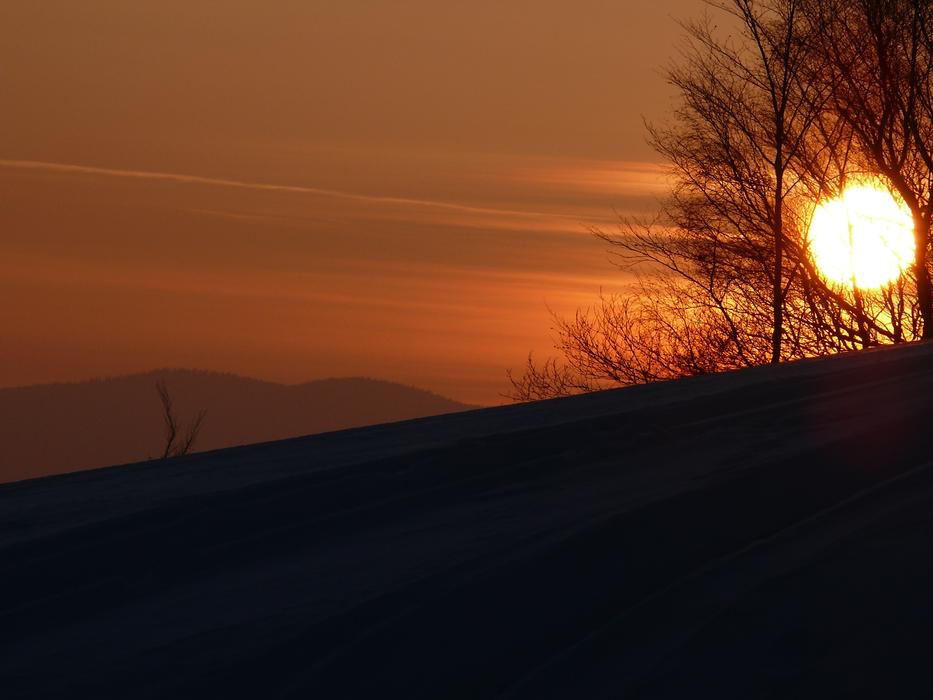 sunset in a field with trees