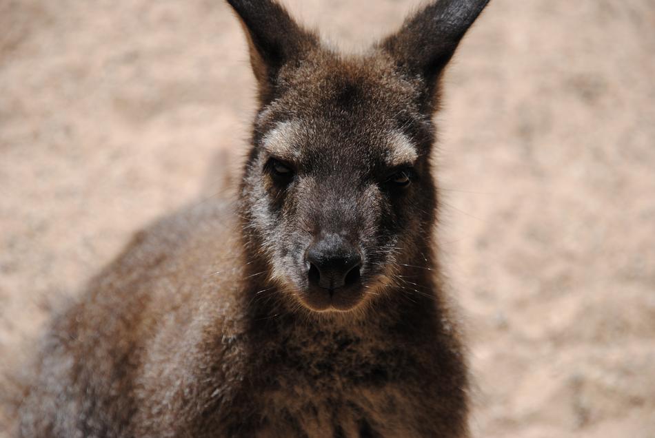 Animal Kangaroo Desert