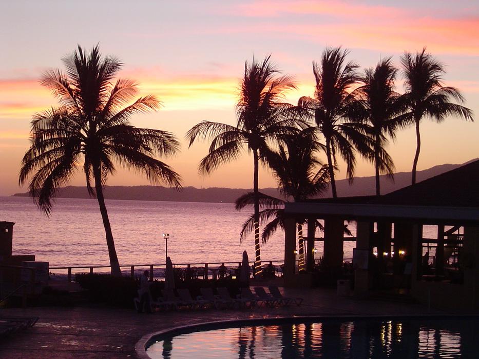 silhouette of palm trees on the beach