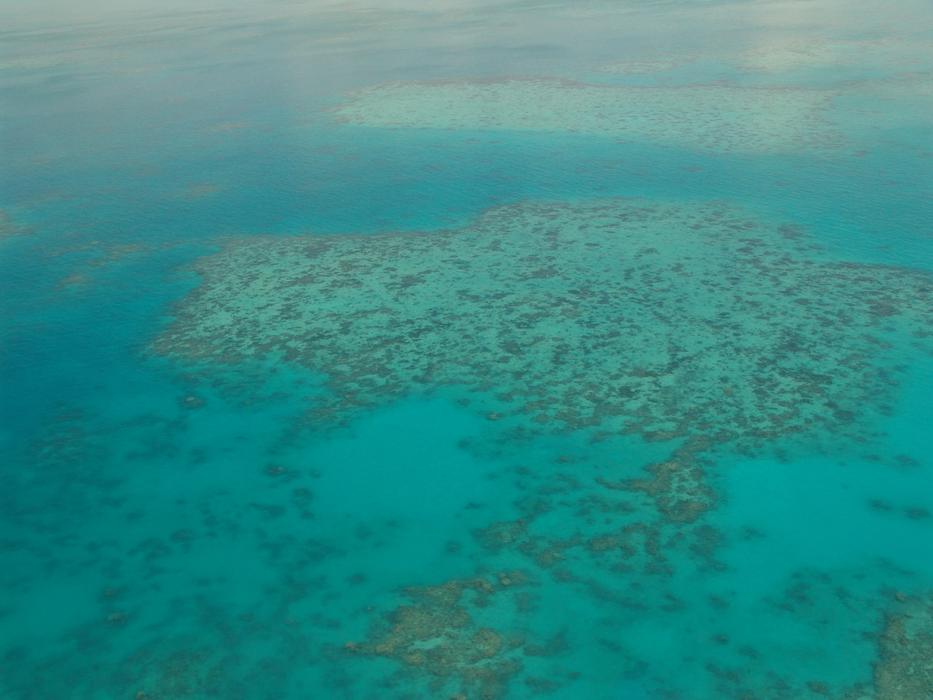 Great Barrier Reef Diving Coral