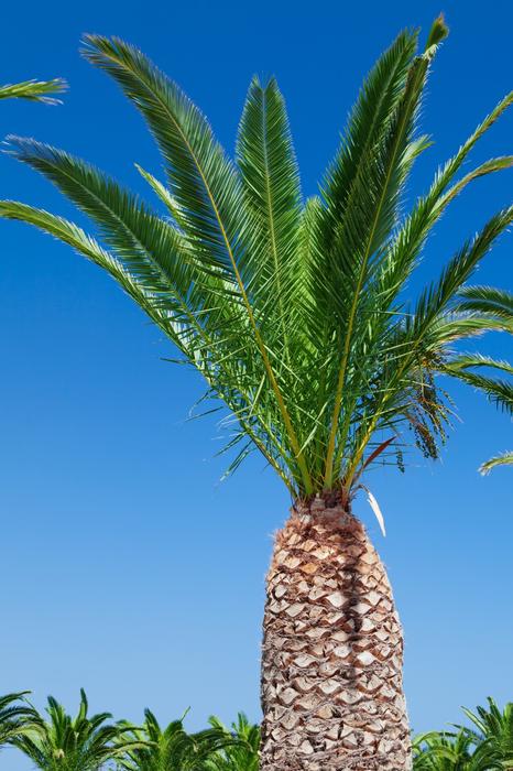 Tropical Blue Sky
