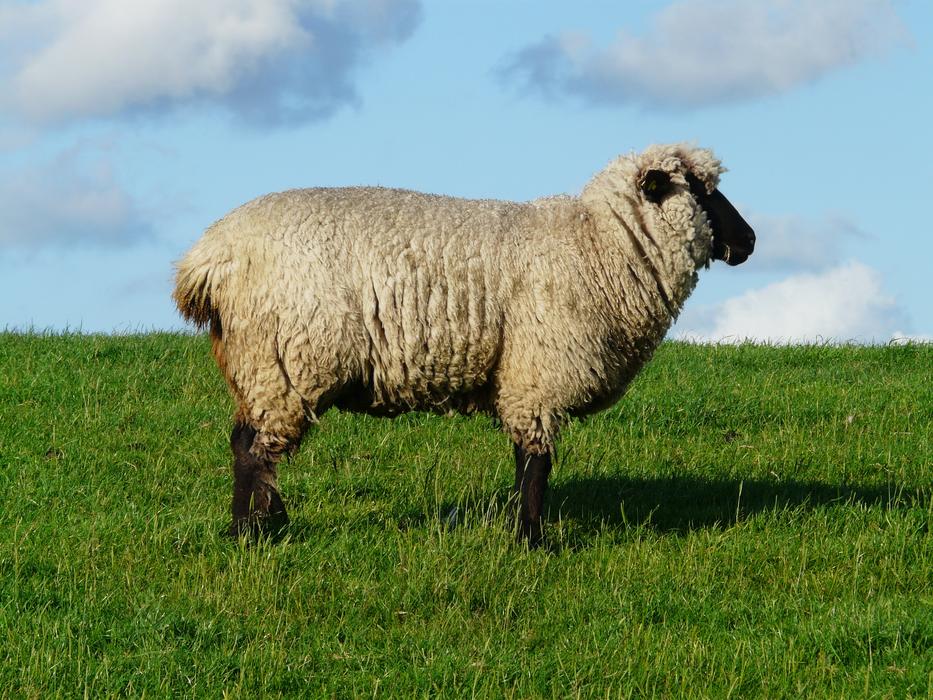 fluffy sheep in a meadow