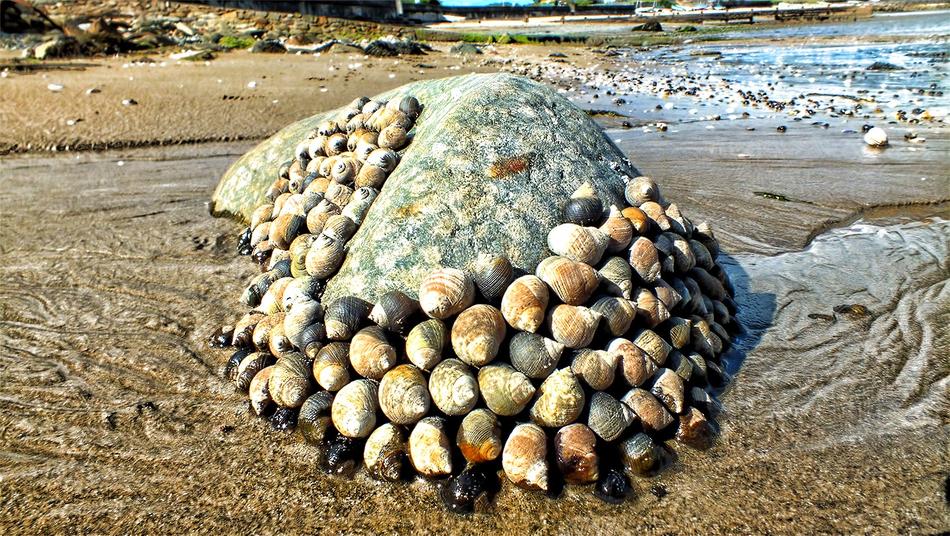 seashells stone sea sand