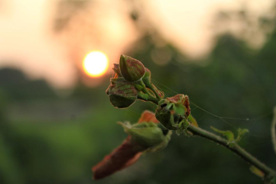 Sunset Nature Orange