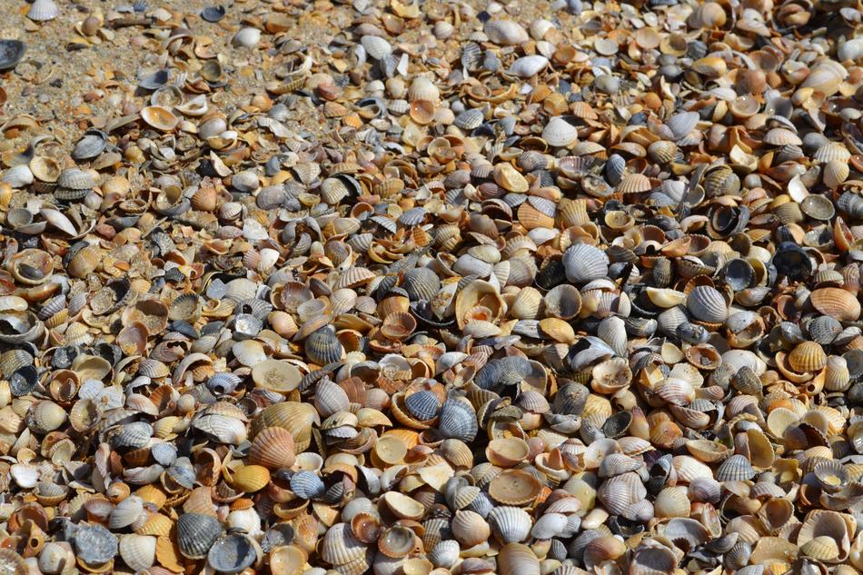 Beautiful shells on a sandy beach