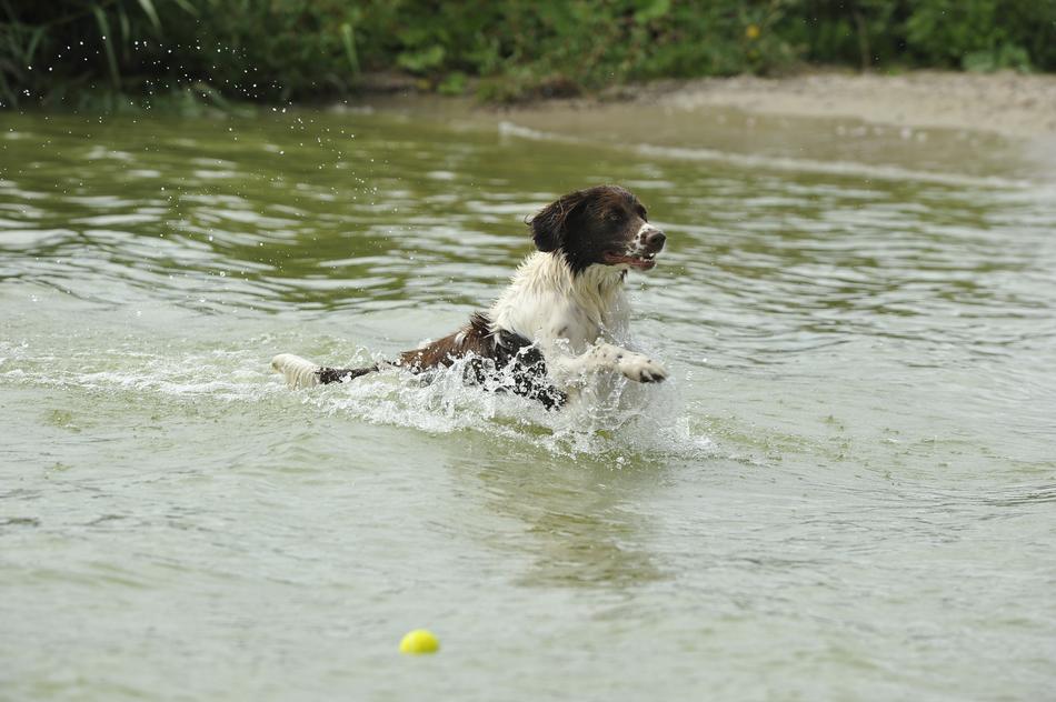 A dog swimming in a river