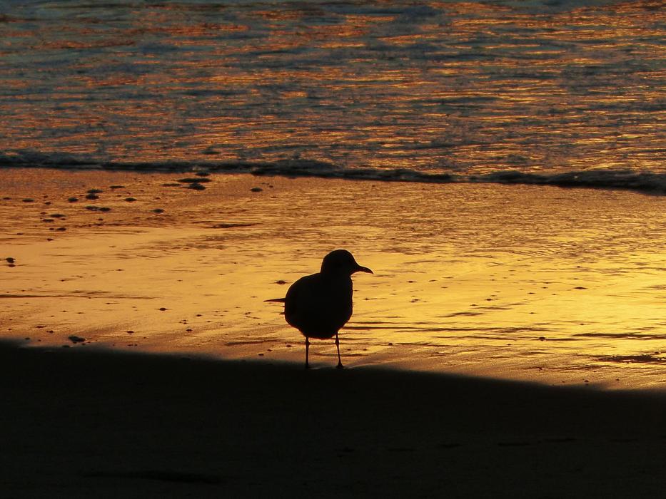 Seagull Backlight Beach