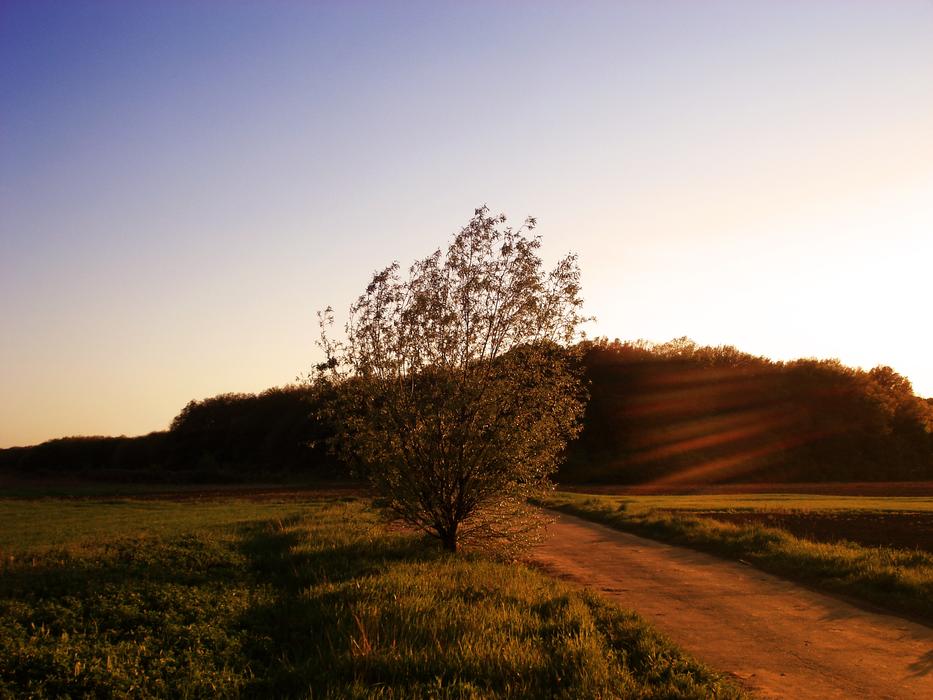 A tree by the road with the sun in the background