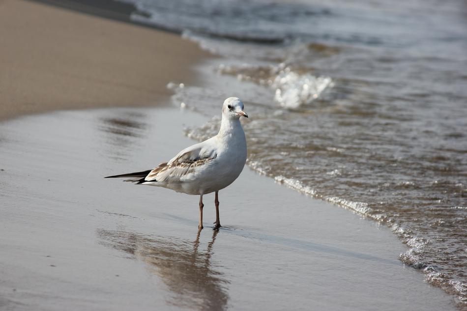 A lonely gull by the sea