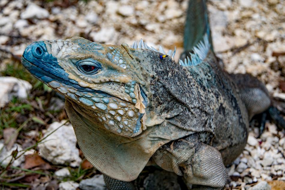 A big colored beautiful lizard