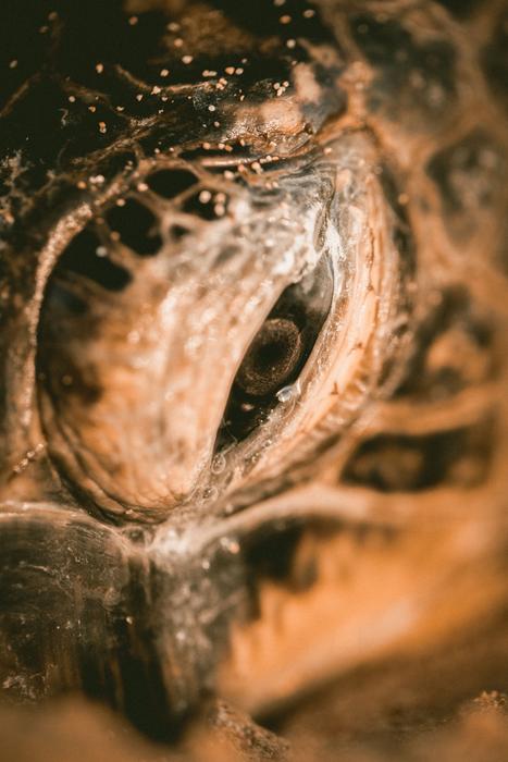Close up of a cute turtle