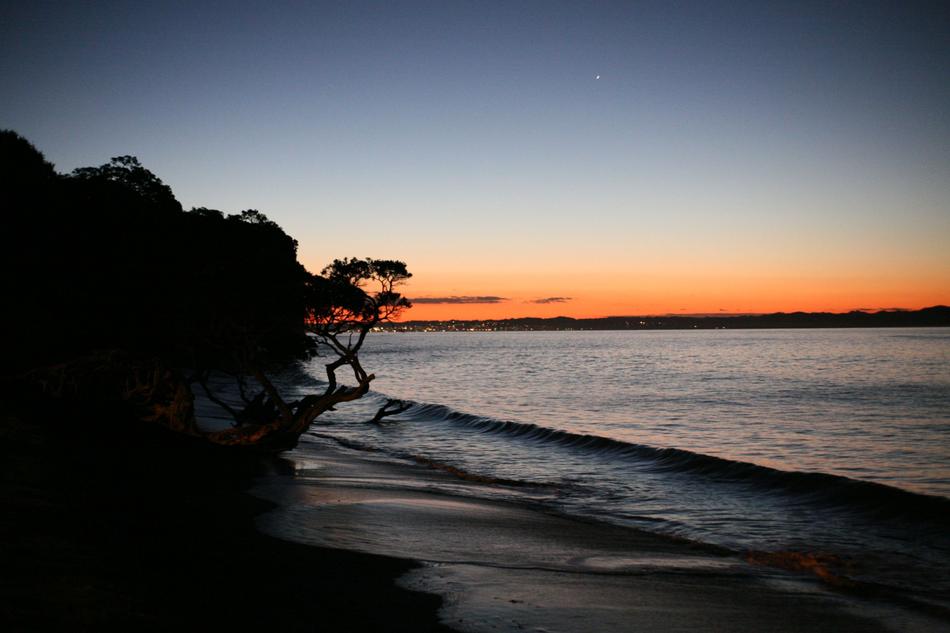 Silhouettes of trees near the sea