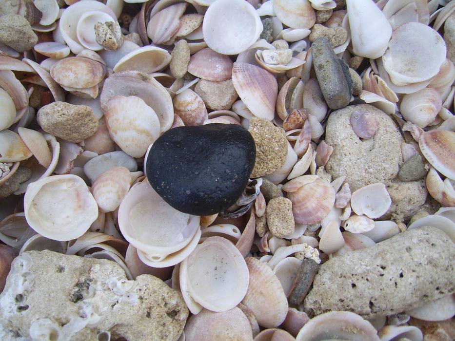seashell black much beach