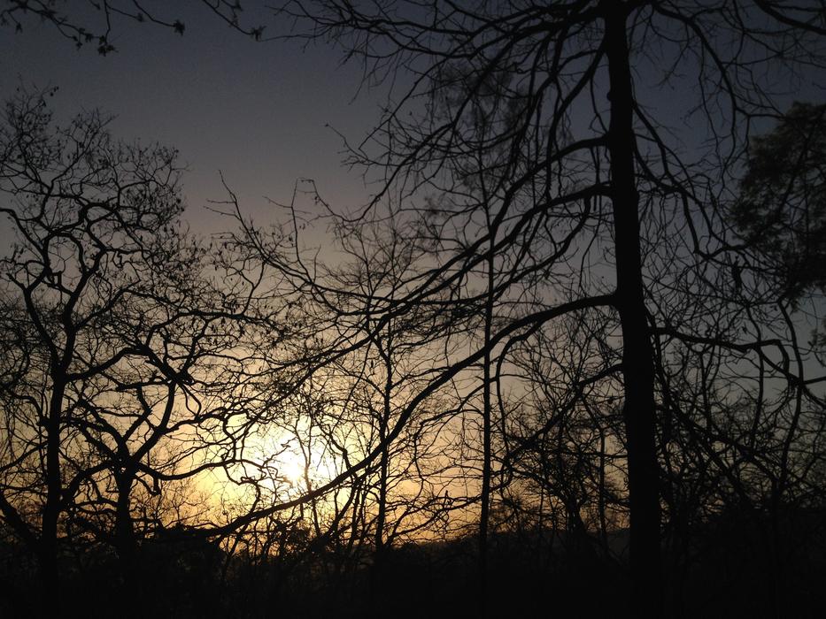 Sunset Trees