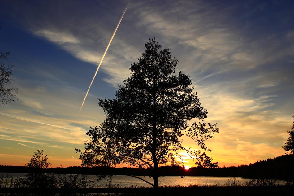 tall lonely tree in the bright sunrise