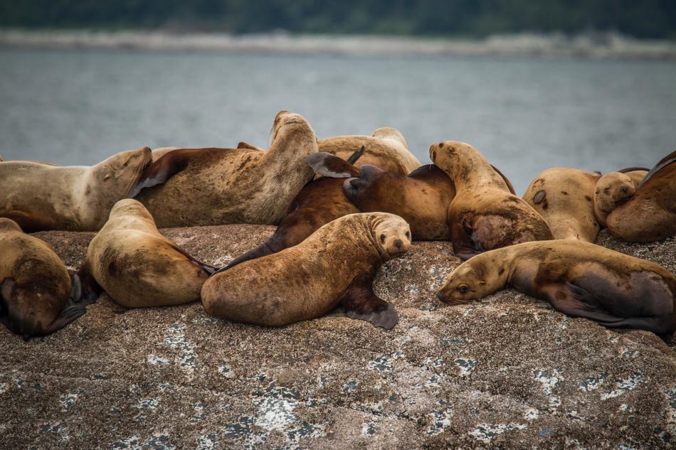 Sea Lion Aquatic