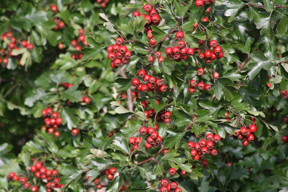 Hawthorn Red Fruits