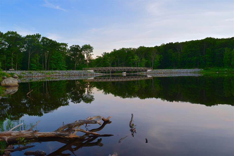 logs with trees by the lake