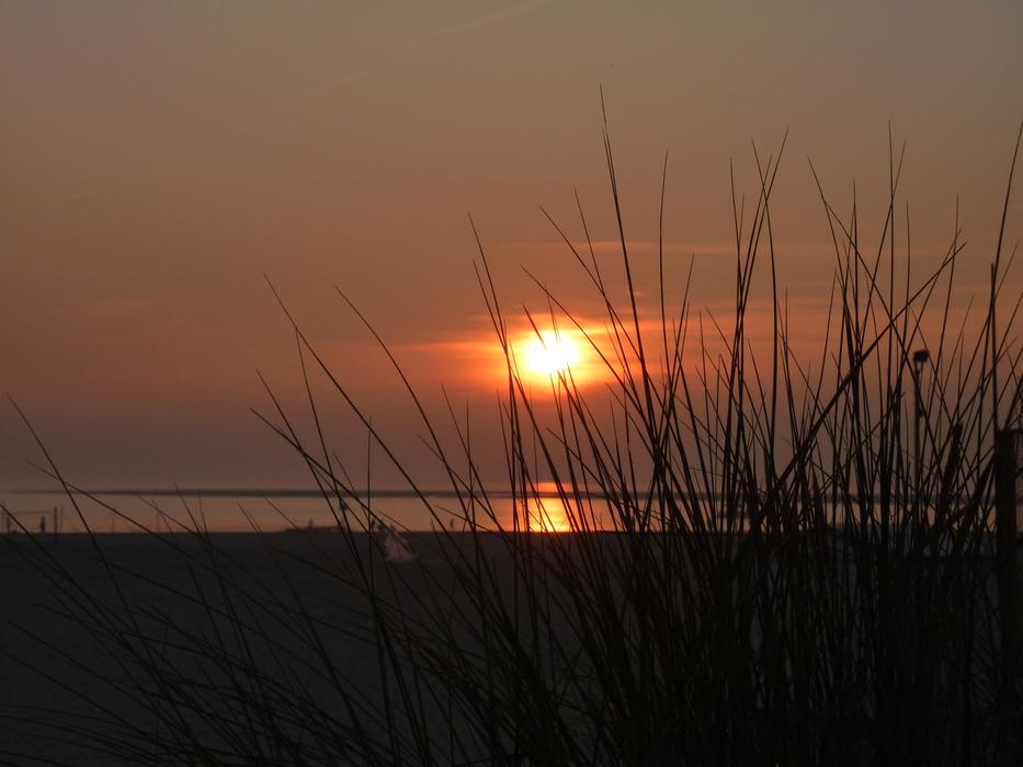 Sunset over the reeds by the sea