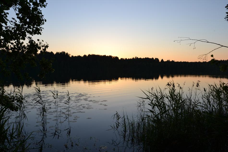 Nature Lake Forest