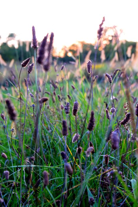 grass green flower beautiful field