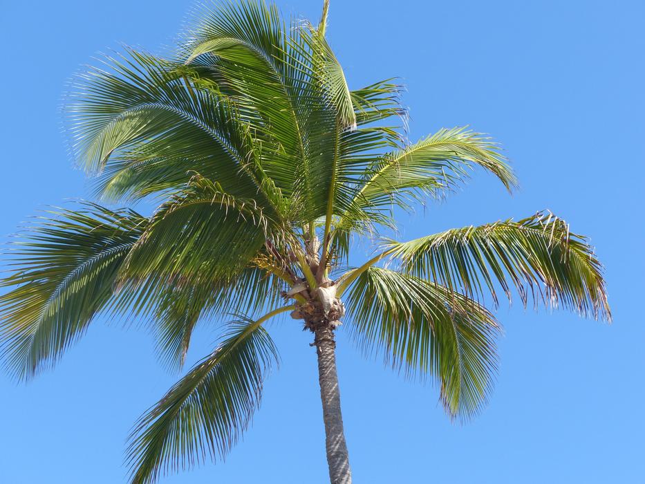 Palm Frond Sky Partly