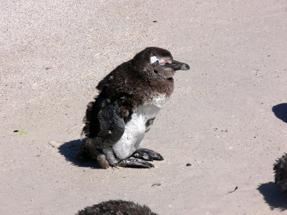 Molting Beach Feathers