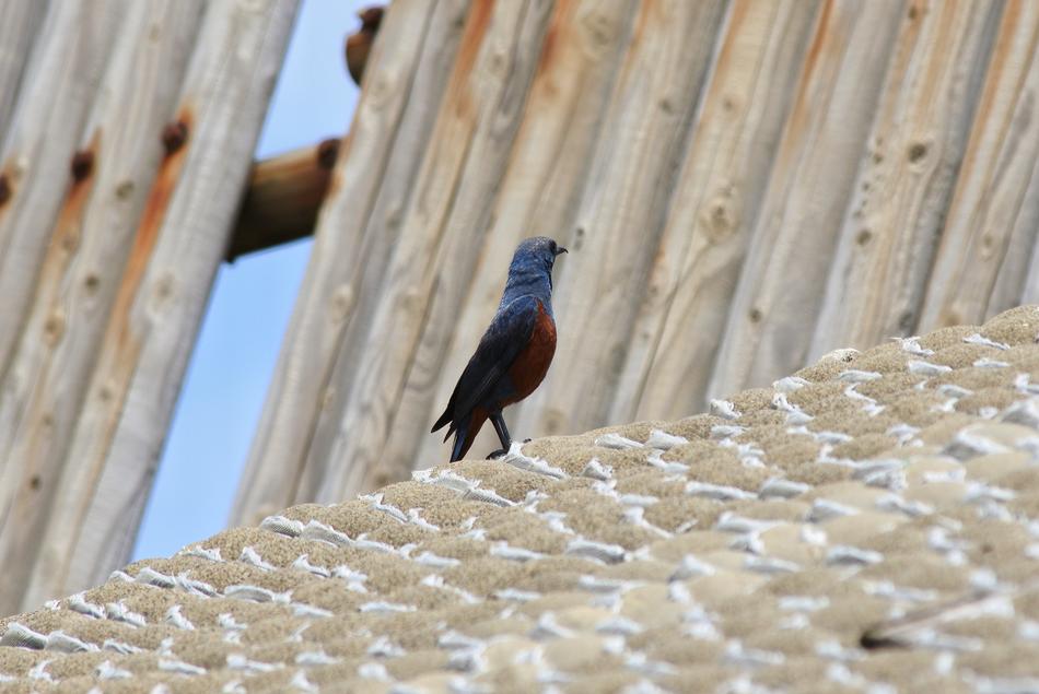 cute little bird on the beach