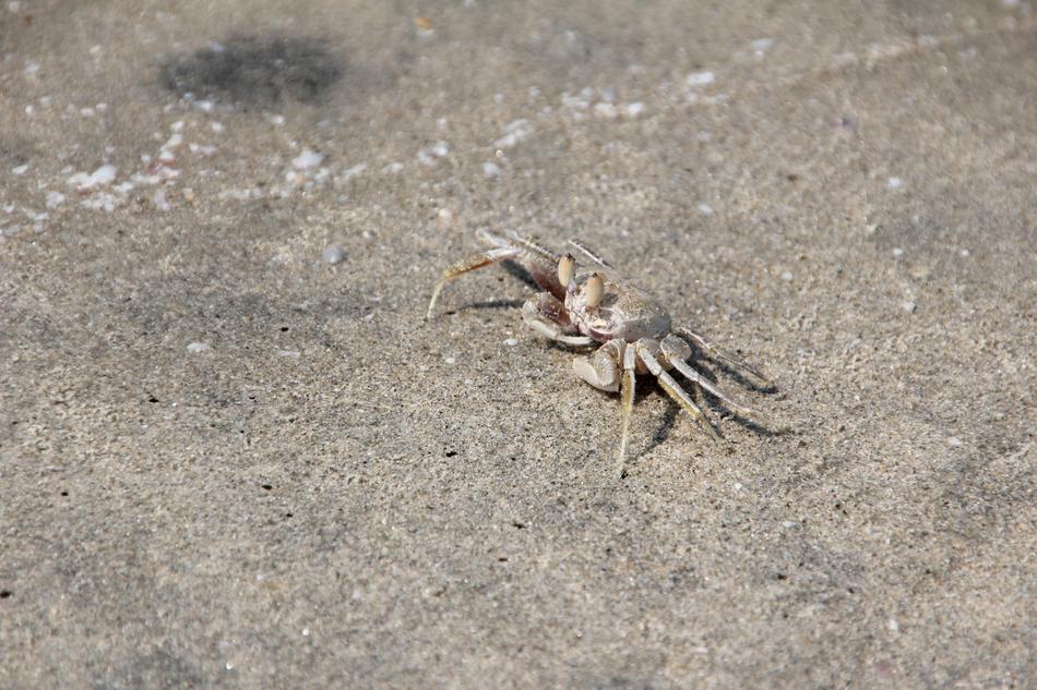 Crab Cancer Shellfish