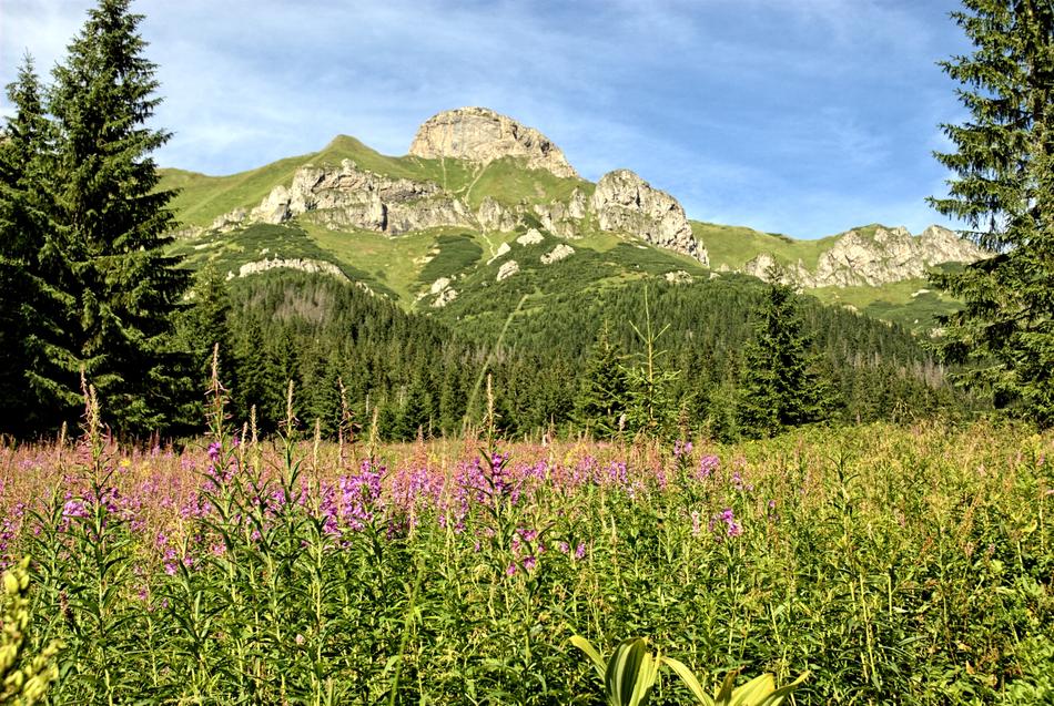colored meadow is beautiful
