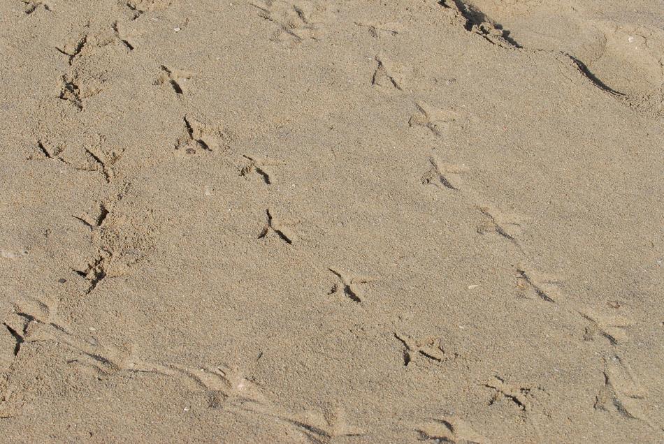 Footmark Tracks Bird