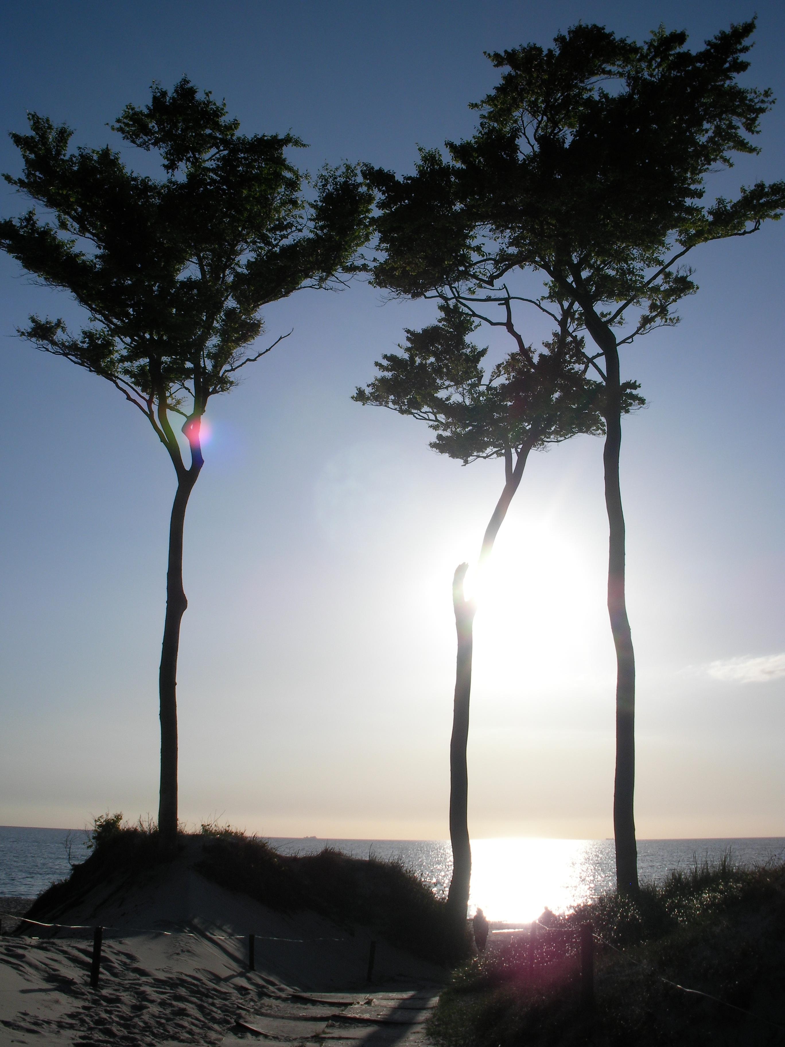 Long Trees In The Park Free Image Download