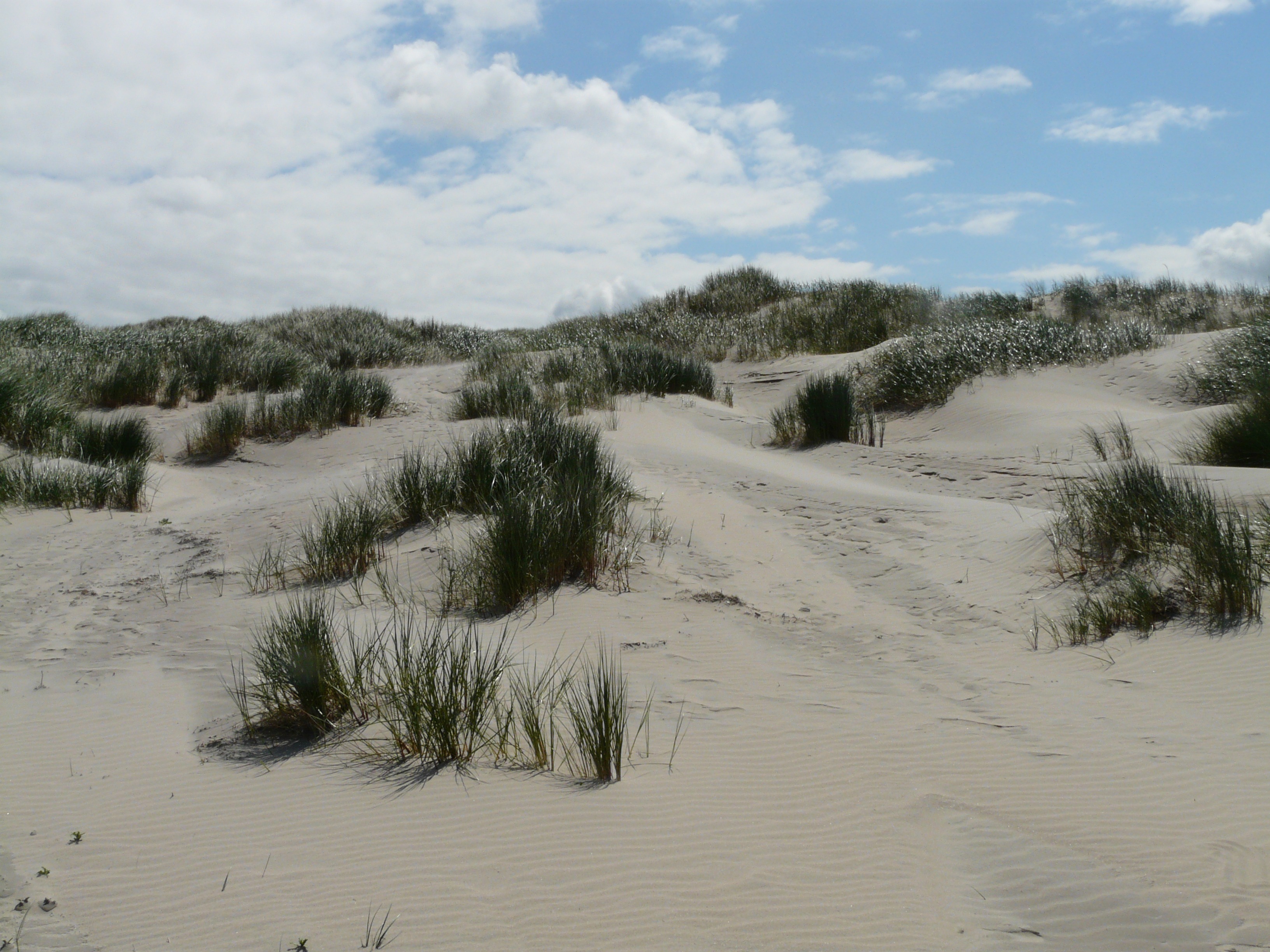 Dunes North Sea free image download