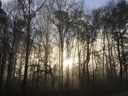 Sunrise Fog Morning