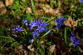 Blue Star Scilla Blossom