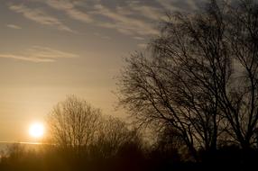 Sunrise behind bare trees, sweden, laholm