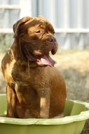 Bordeaux Dog sits in green bowl