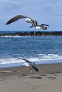 three seagulls flying over beach at sea