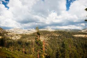 forested mountains beneath fluffy clouds, usa, california, Yosemite National Park