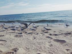 bird seagulls beach ocean