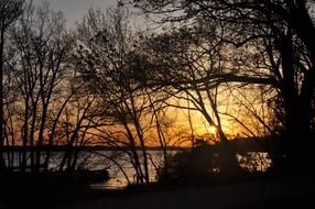 forest near Potomac River at Sunset, usa
