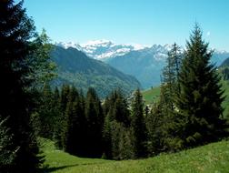 spruce forest in front of snow capped mountains, Switzerland