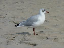 Seagull Beach Sand