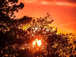 bright sun in red sky behind tree crown
