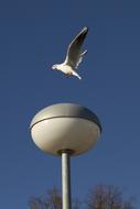 Baltic Sea Seagull North Water