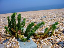 green algae in the rocks