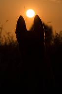 dog ears silhouette sun