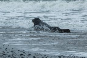 Grey Seal, Halichoerus Grypus, on beach near surf line