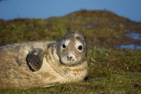 Seal Closeup Wildlife