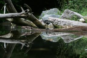 Otter Water Holiday